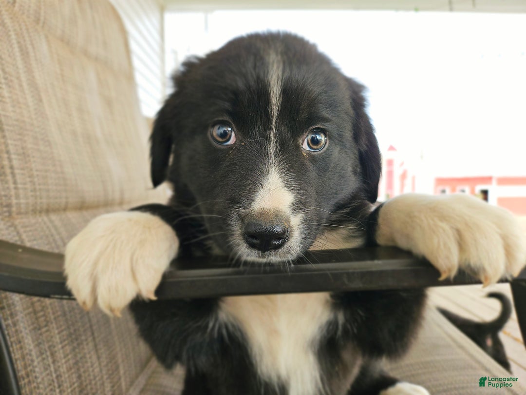 Mixed Breed dogs for sale: Female 1 - Ad 1