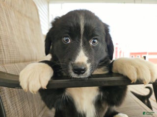 Mixed Breed dogs Female 1 - Ad 18