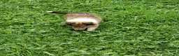 Collie dogs for sale: Reef - Ad 2