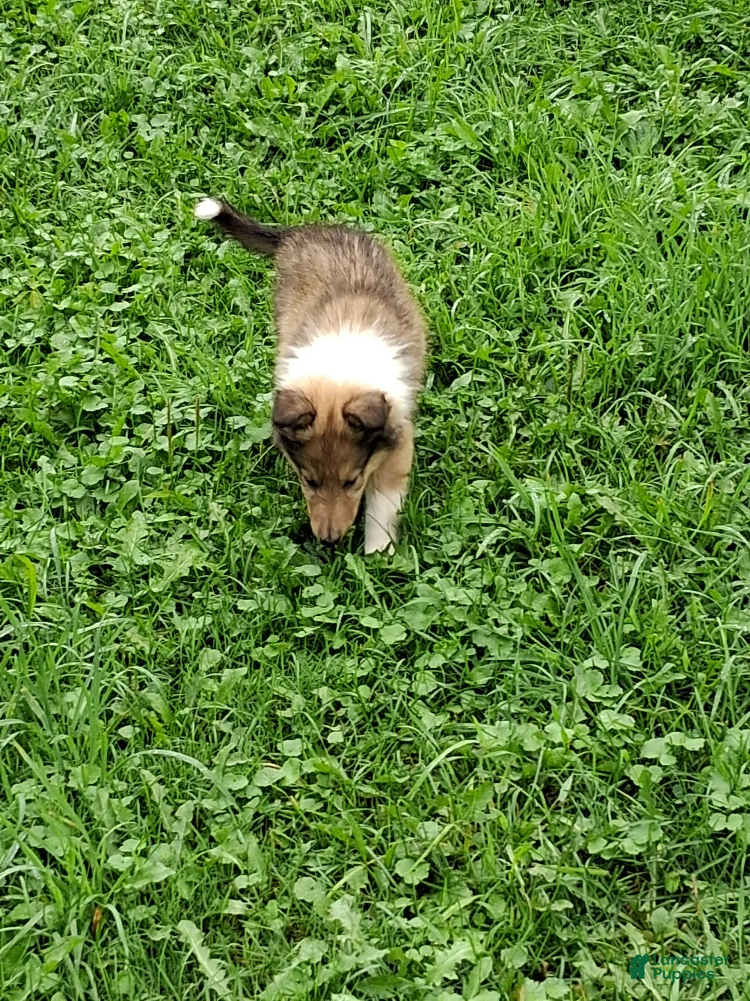 Collie dogs for sale: Reef - Ad 2