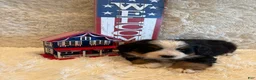 Bernese Mountain Dog dogs for sale: Garrett - Ad 8
