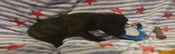 Mixed Breed dogs for sale: Mixed Breed 3 - Ad 3