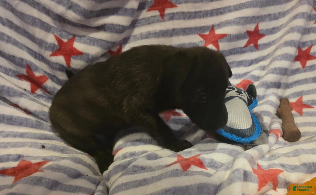 Mixed Breed dogs for sale: Mixed Breed 3 - Ad 3