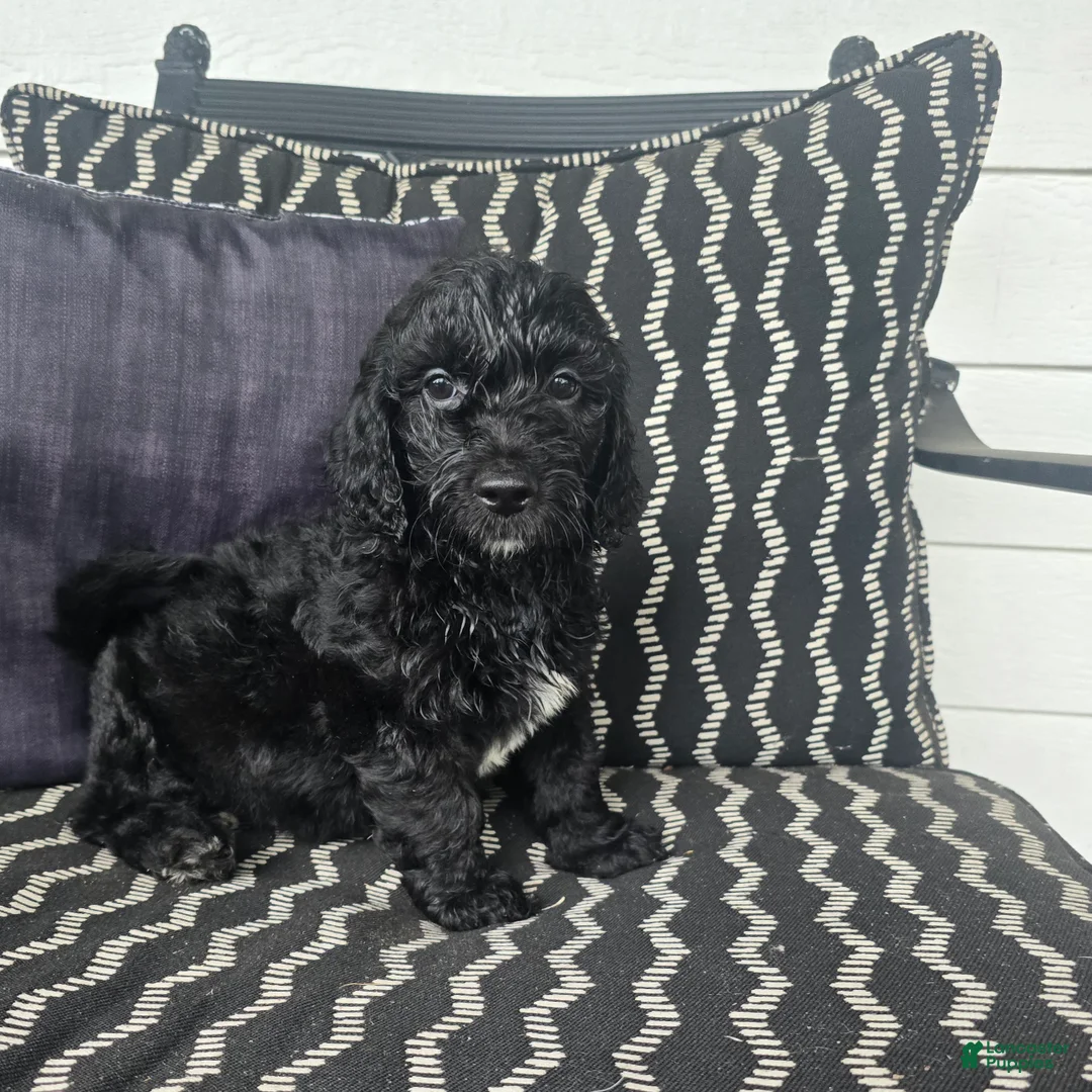 Miniature Labradoodle dogs for sale: Miniature Labradoodle Yellow - Ad 1