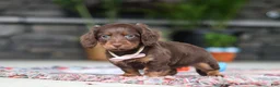 Miniature Dachshund dogs for sale: Rylie - Ad 6