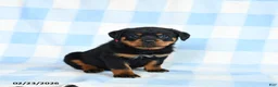 Rottweiler dogs for sale: Wolf  - Ad 2