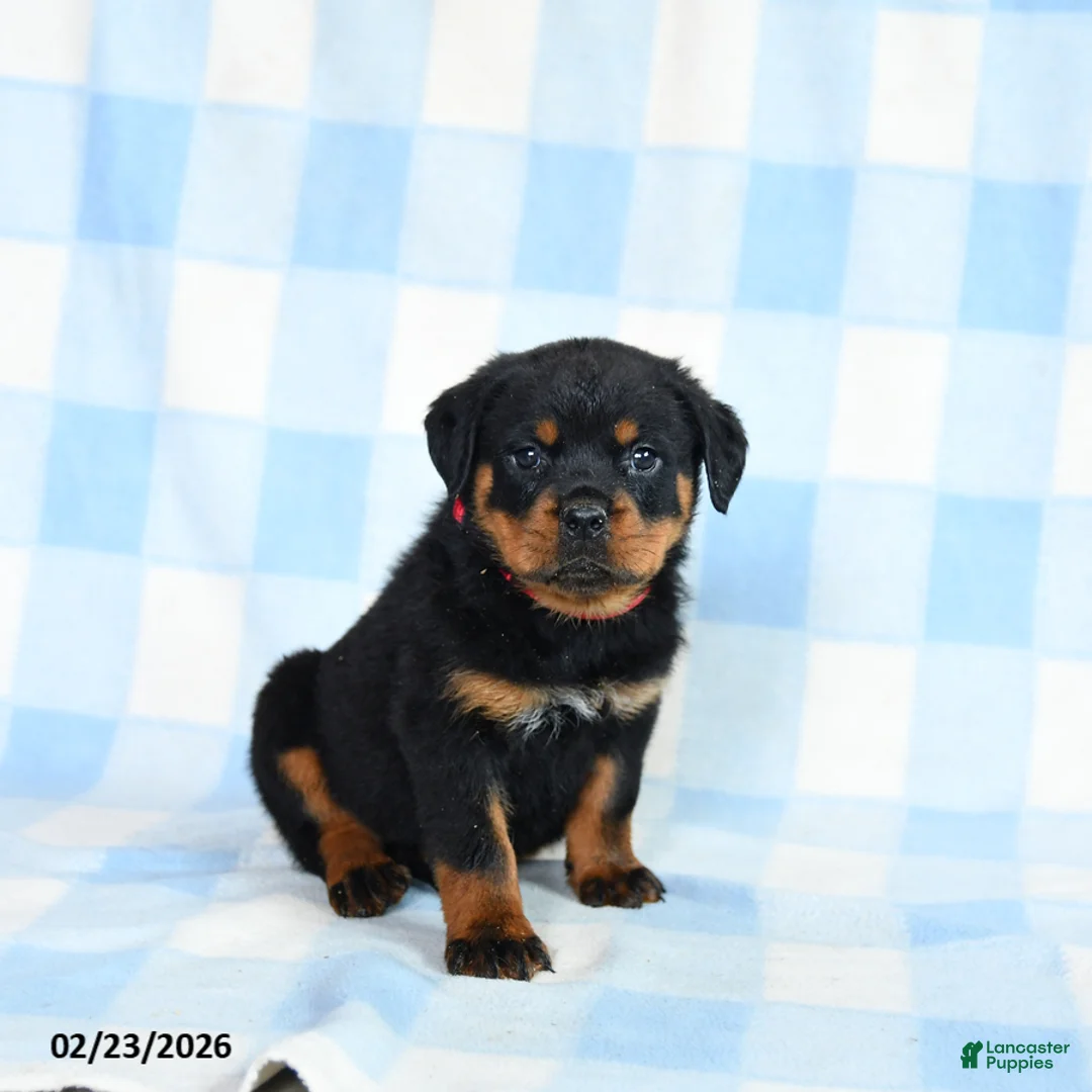 Rottweiler dogs for sale: Wolf  - Ad 2