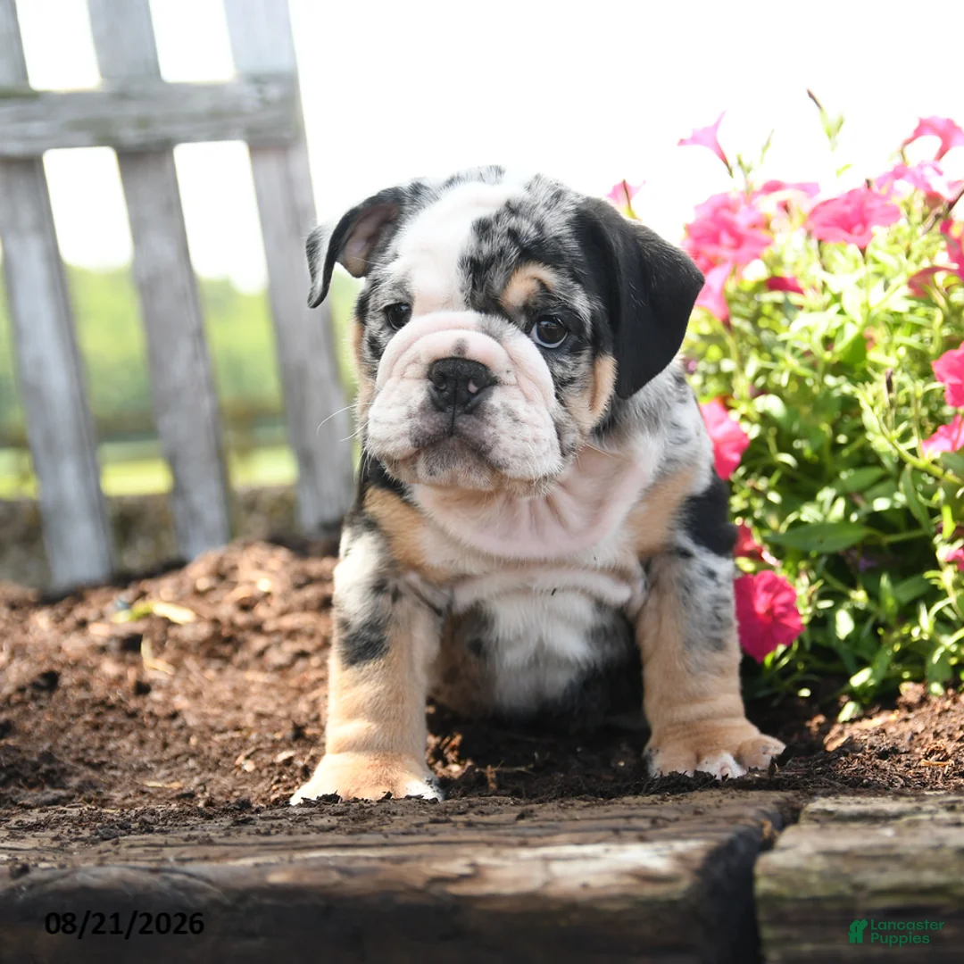 English Bulldog dogs for sale: Mervin - Ad 5