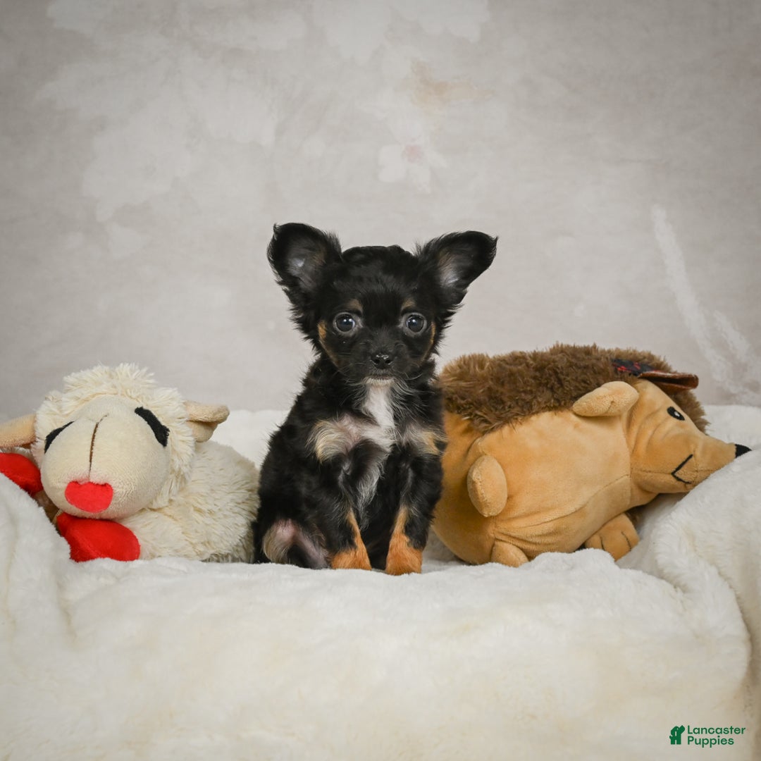 Chihuahua dogs for sale: Little Tom - Ad 2
