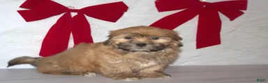 Noel