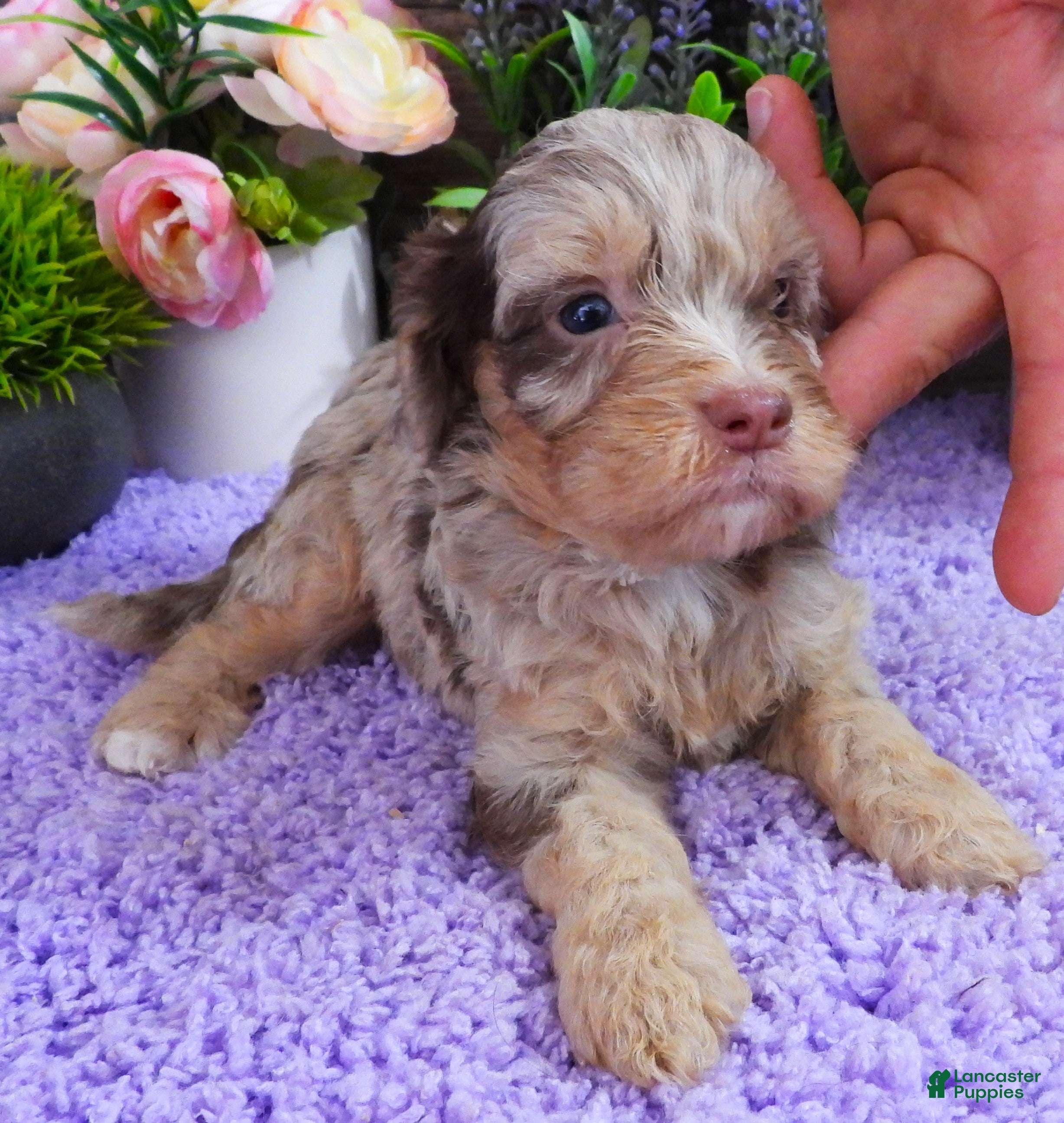 Cavapoo dogs #3 Male (Dawn's) - Ad 35