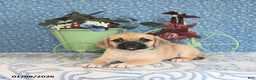 Puggle dogs for sale: Kolina - Ad 1