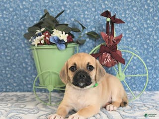 Puggle dogs Kolina - Ad 10