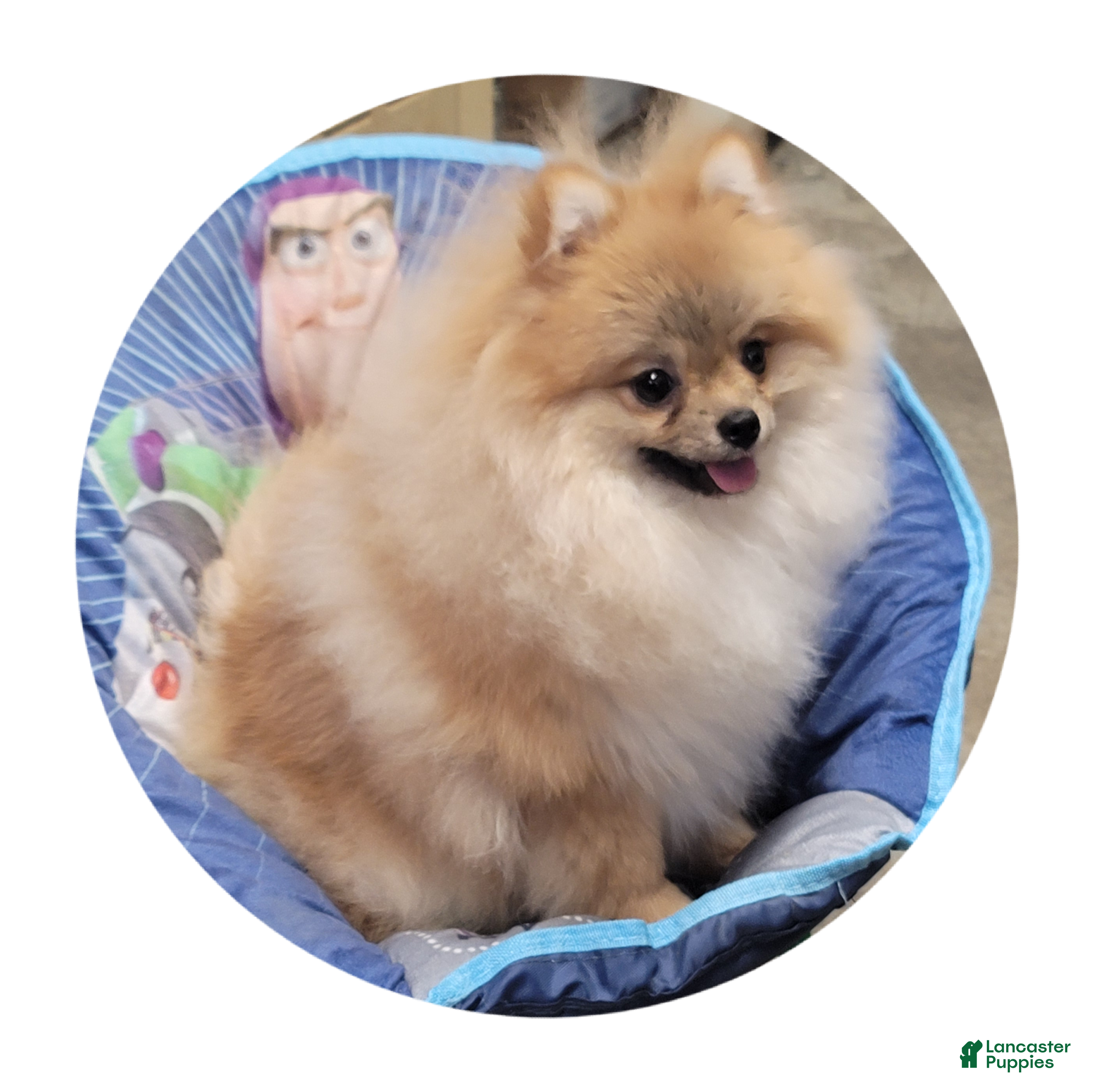 Pomeranian dogs Tiara - Ad 10
