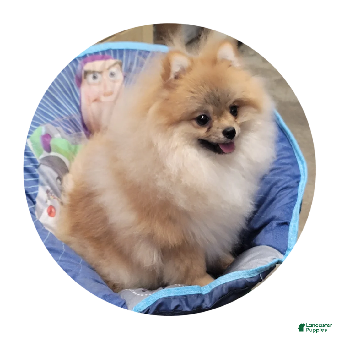 Pomeranian dogs for sale: Tiara - Ad 1