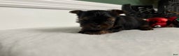 Morkie dogs for sale: TEACUP Oliver - Ad 8