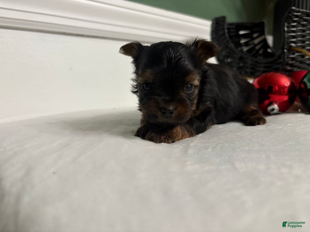 Morkie dogs for sale: TEACUP Oliver - Ad 8