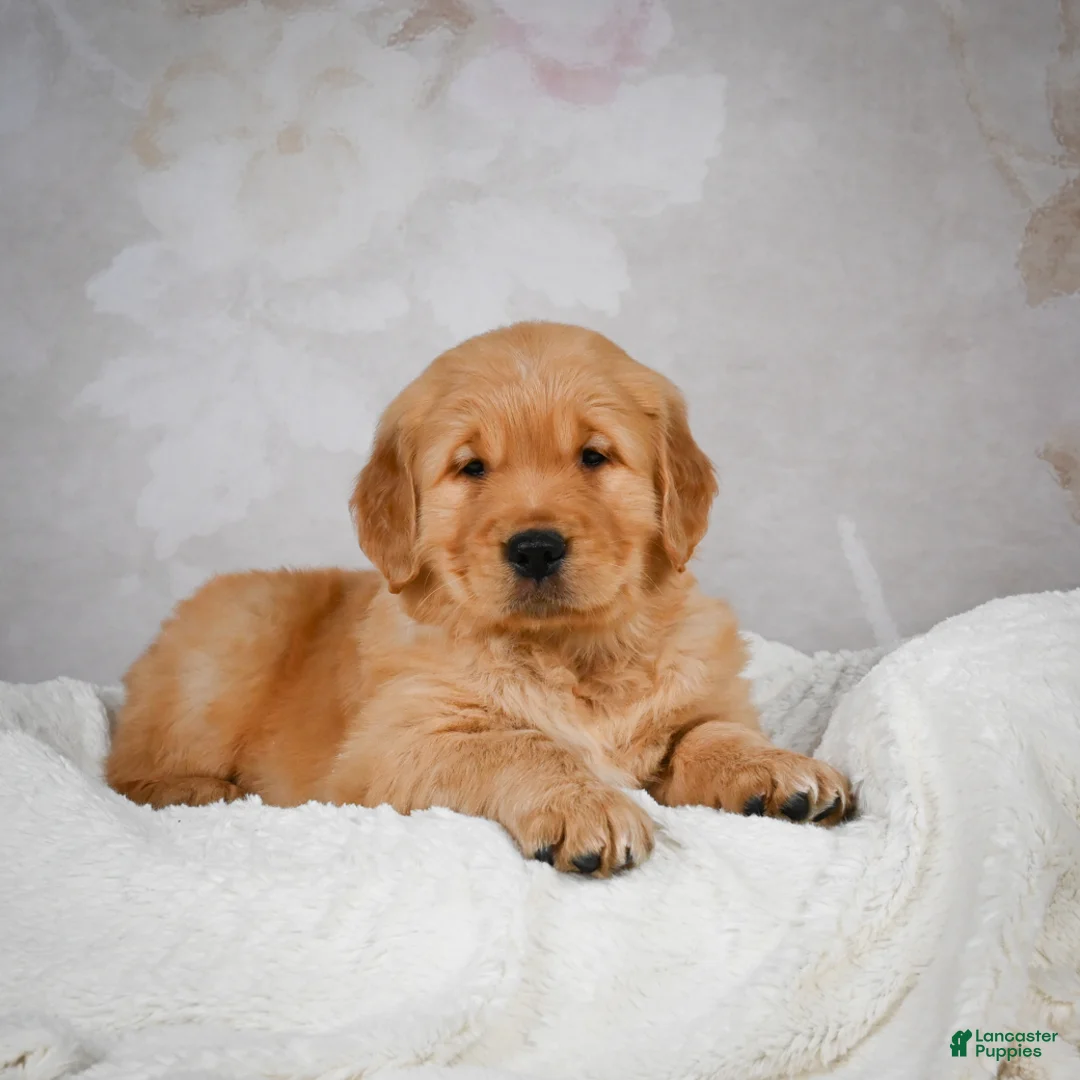 Golden Retriever dogs for sale: Rocco - Ad 8