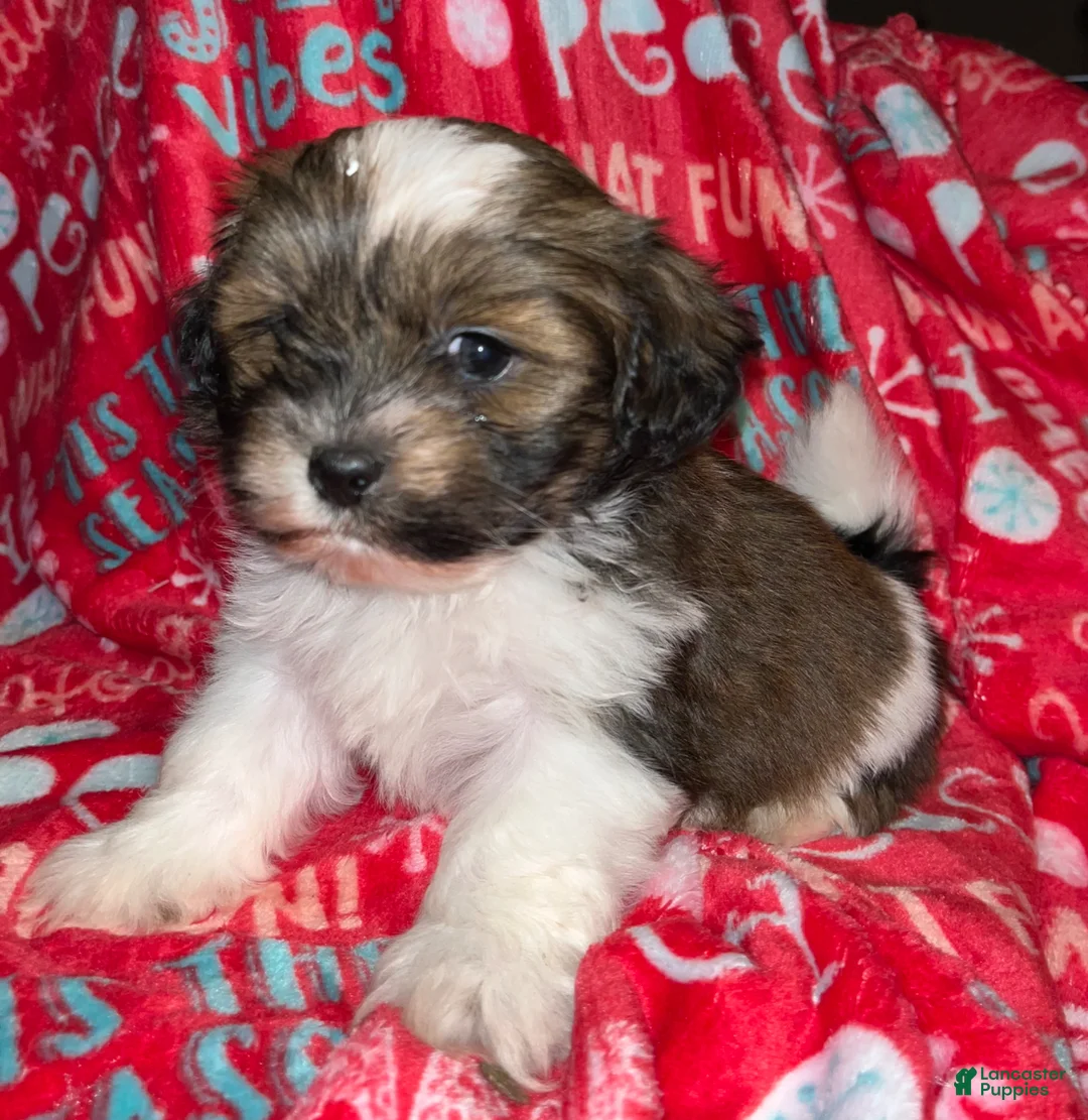 Gallery Image {{count}}