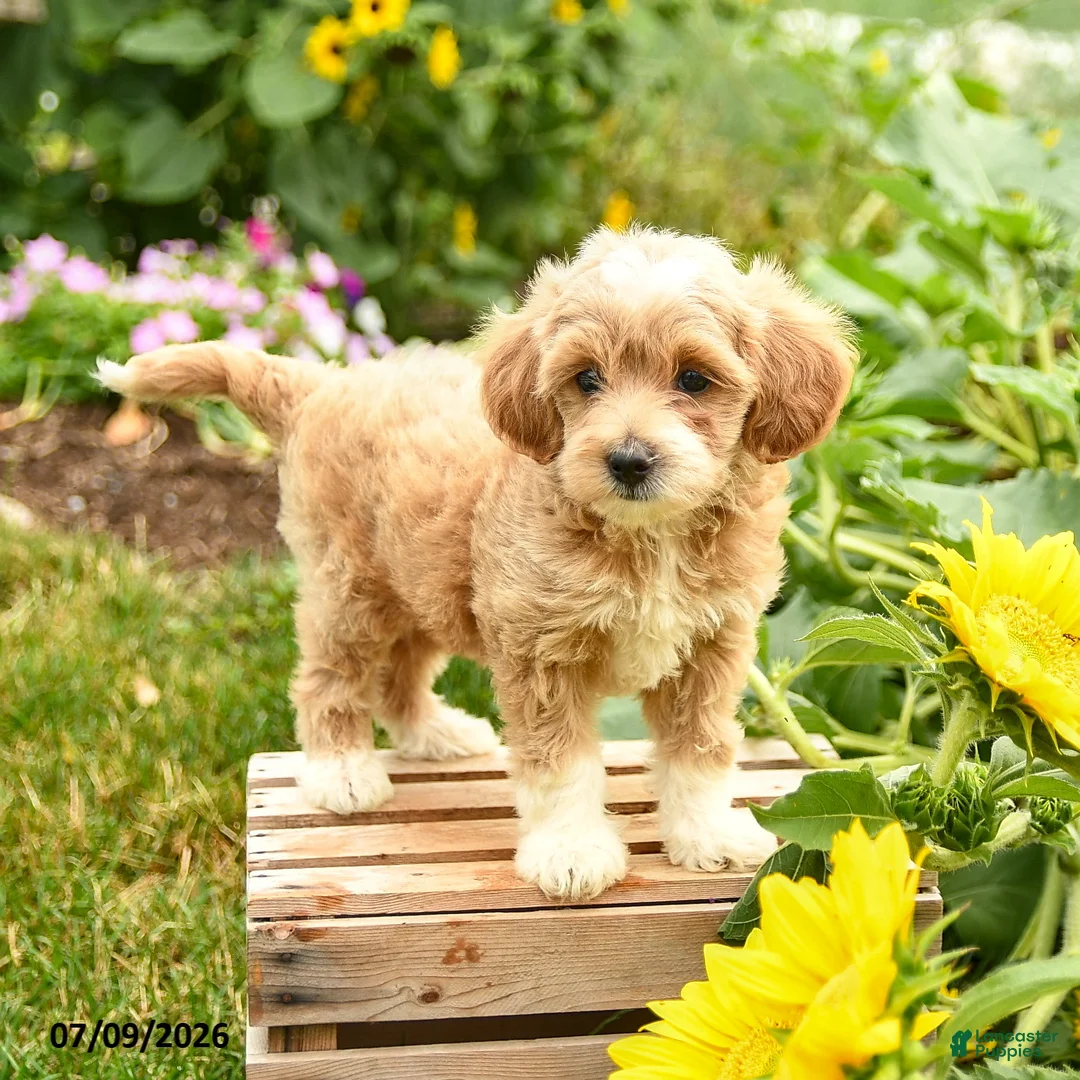 Maltipoo dogs for sale: Love  - Ad 1
