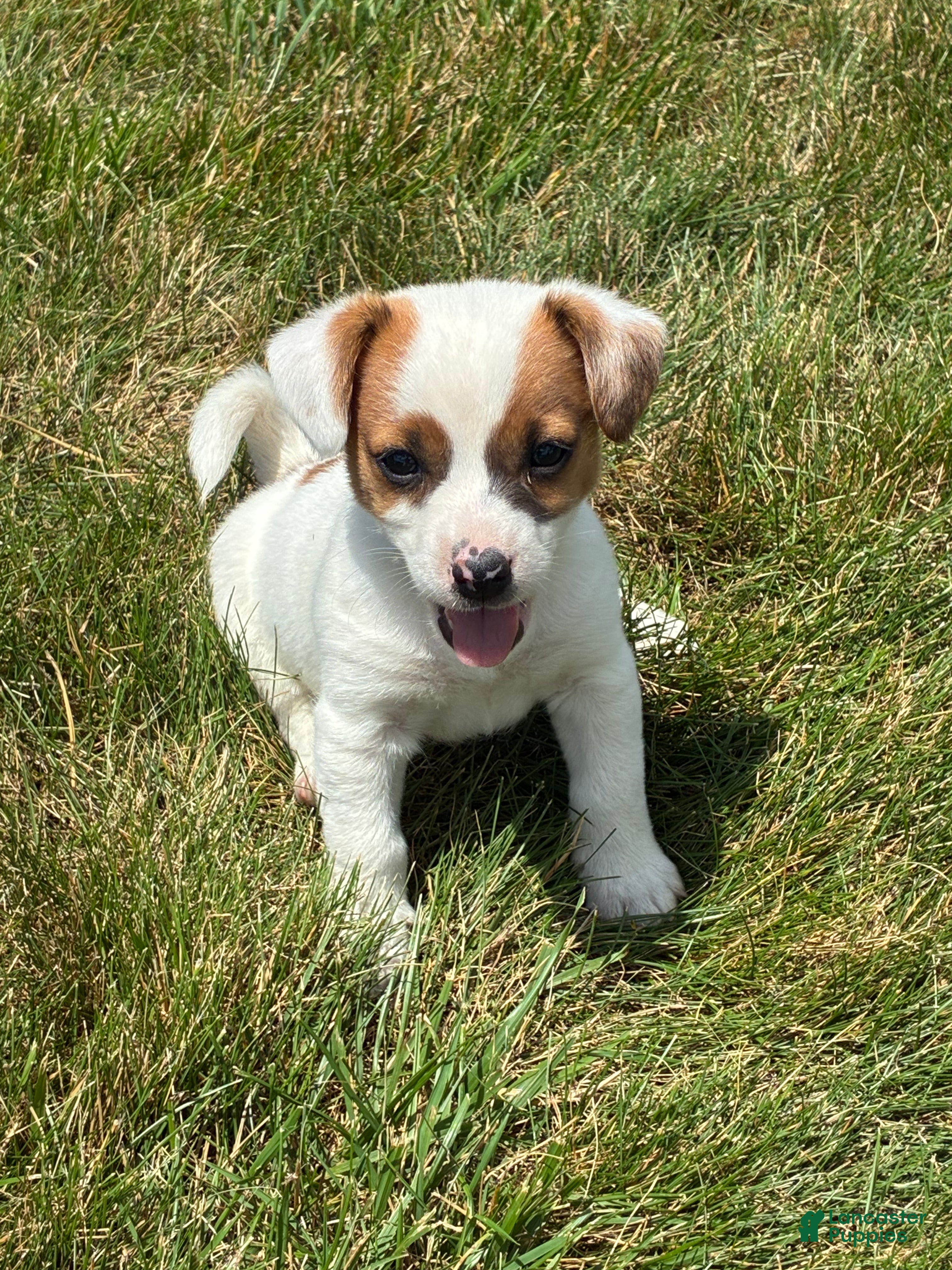 Jack Russell Terrier dogs Jack Russell Terrier 2 - Ad 31