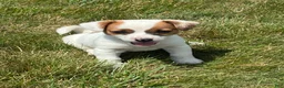 Jack Russell Terrier dogs for sale: Jack Russell Terrier 2 - Ad 1