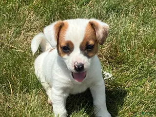 Jack Russell Terrier dogs Jack Russell Terrier 2 - Ad 31