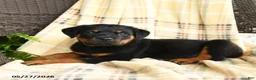Rottweiler dogs for sale: Hansel - Ad 3