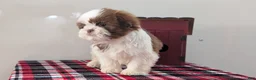 Shih Tzu dogs for sale: Cooper - Ad 3