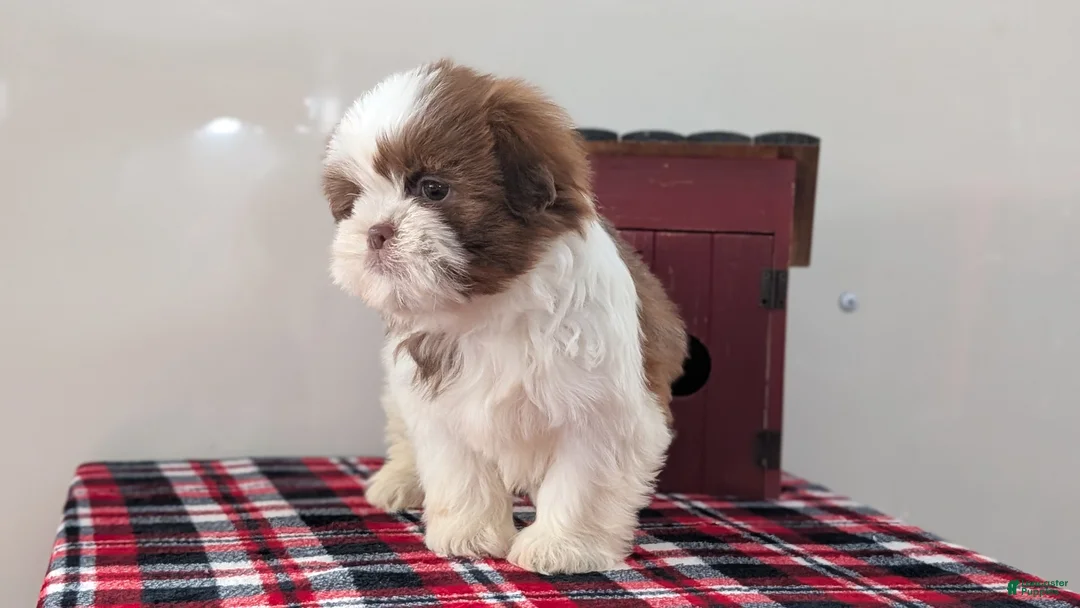Shih Tzu dogs for sale: Cooper - Ad 3