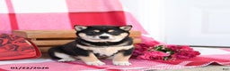 Shiba Inu dogs for sale: Bessie - Ad 5
