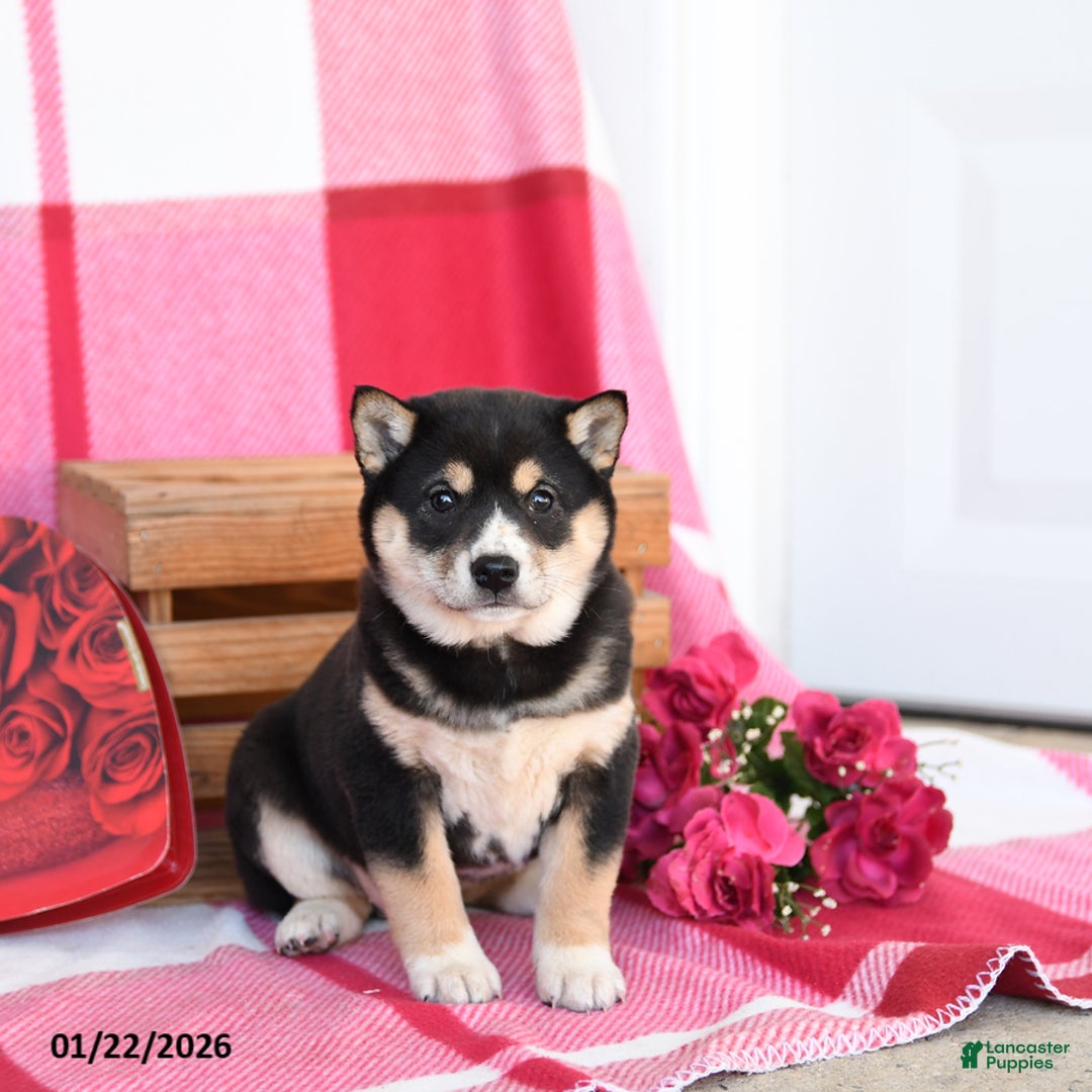 Shiba Inu dogs for sale: Bessie - Ad 5