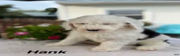 Sheepadoodle dogs for sale: Hank - Ad 3