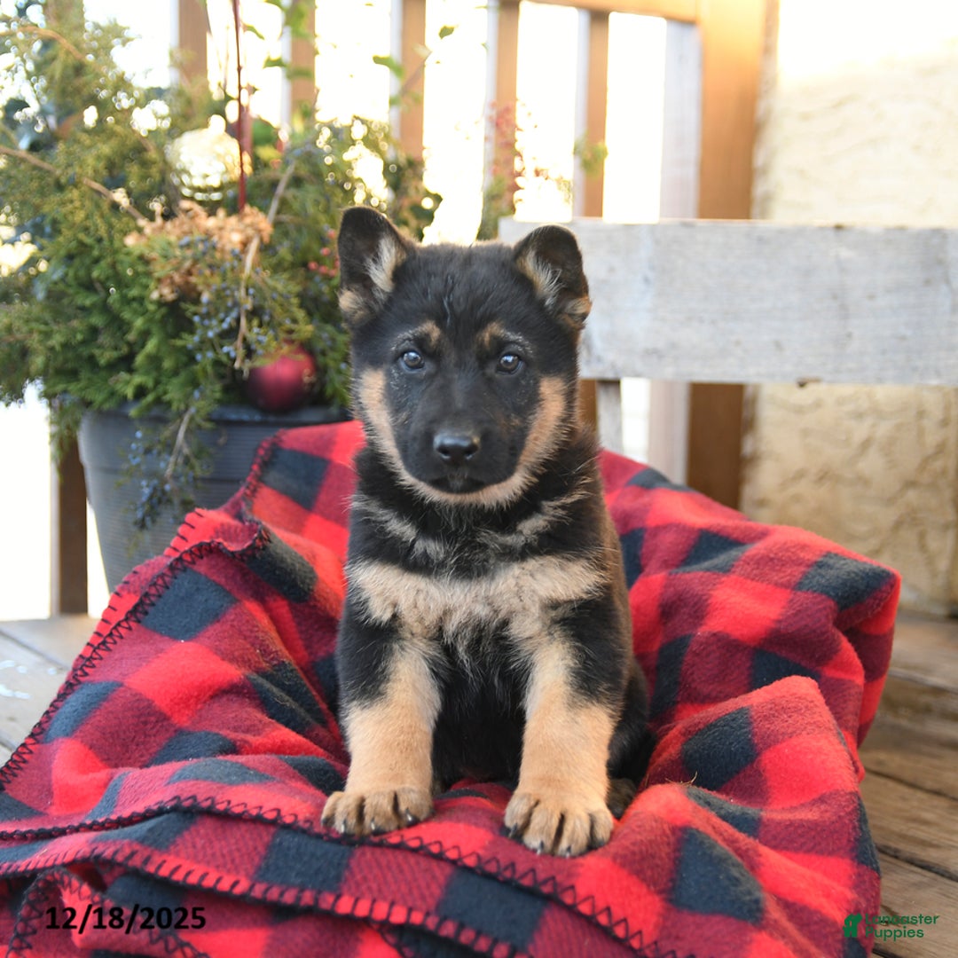German Shepherd dogs for sale: Malerie - Ad 5