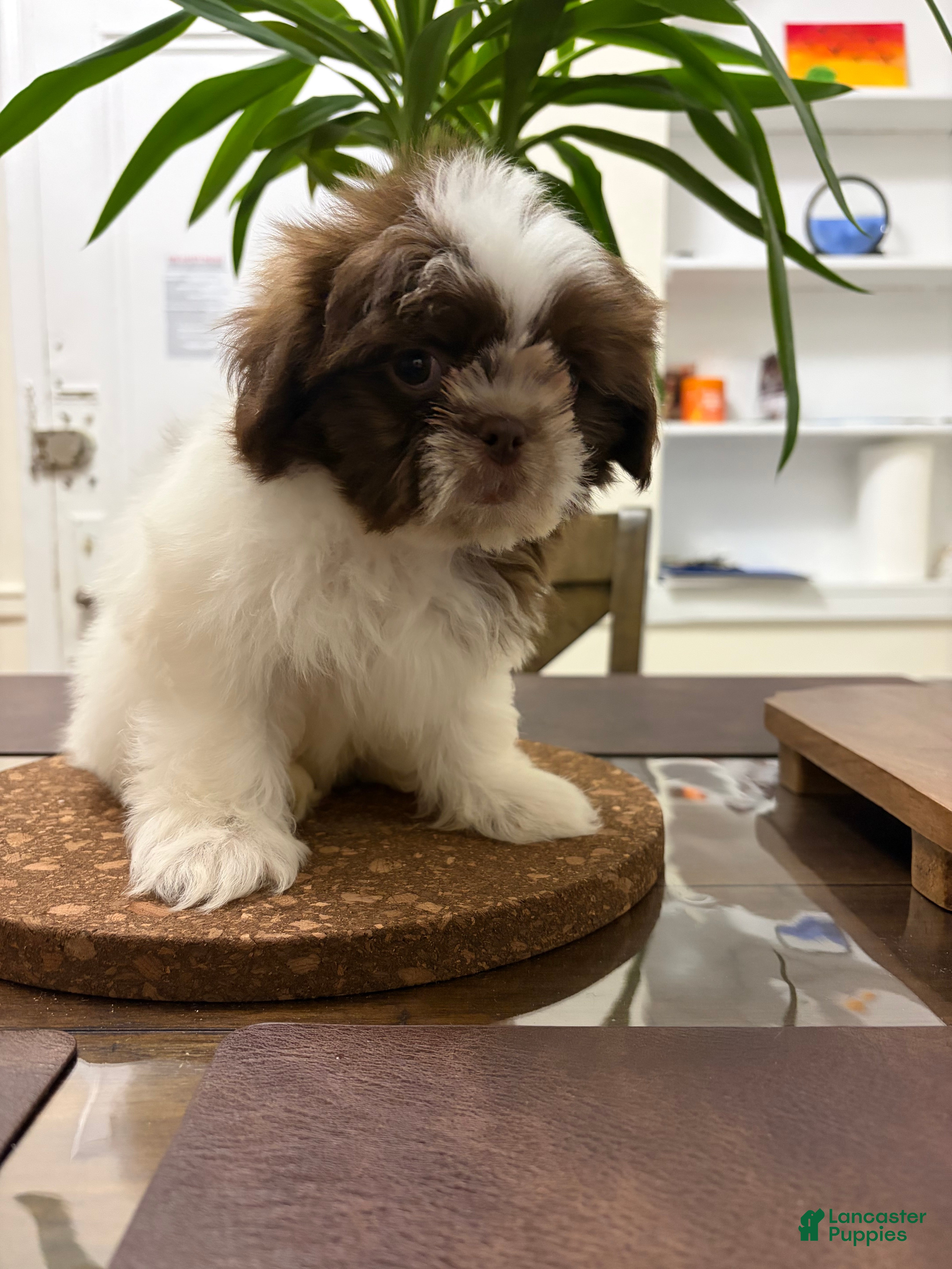 Shih Tzu dogs Caster - Ad 16