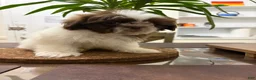 Shih Tzu dogs for sale: Caster - Ad 1