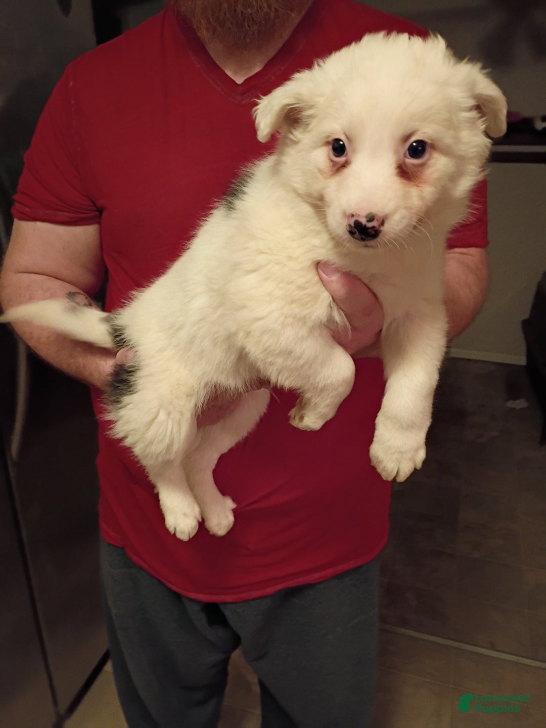 Mixed Breed dogs for sale: Buster - Ad 2