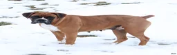 Boxer dogs for sale: Queenie - Ad 13