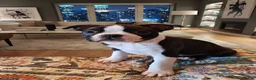 Boston Terrier dogs for sale: Izza Belle  - Ad 1