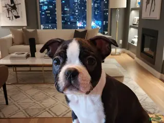 Boston Terrier dogs Izza Belle - Ad 7