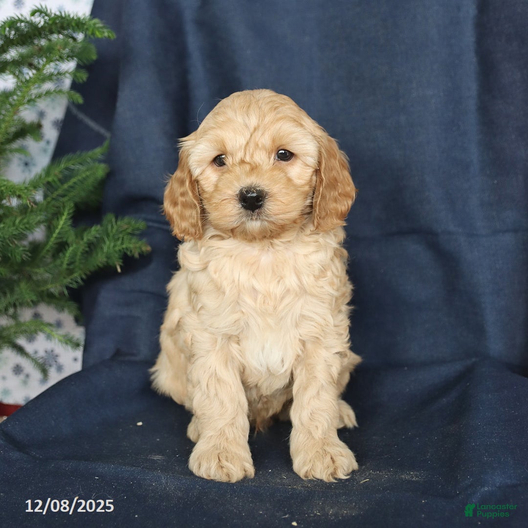 Cockapoo dogs for sale: Champ  - Ad 3