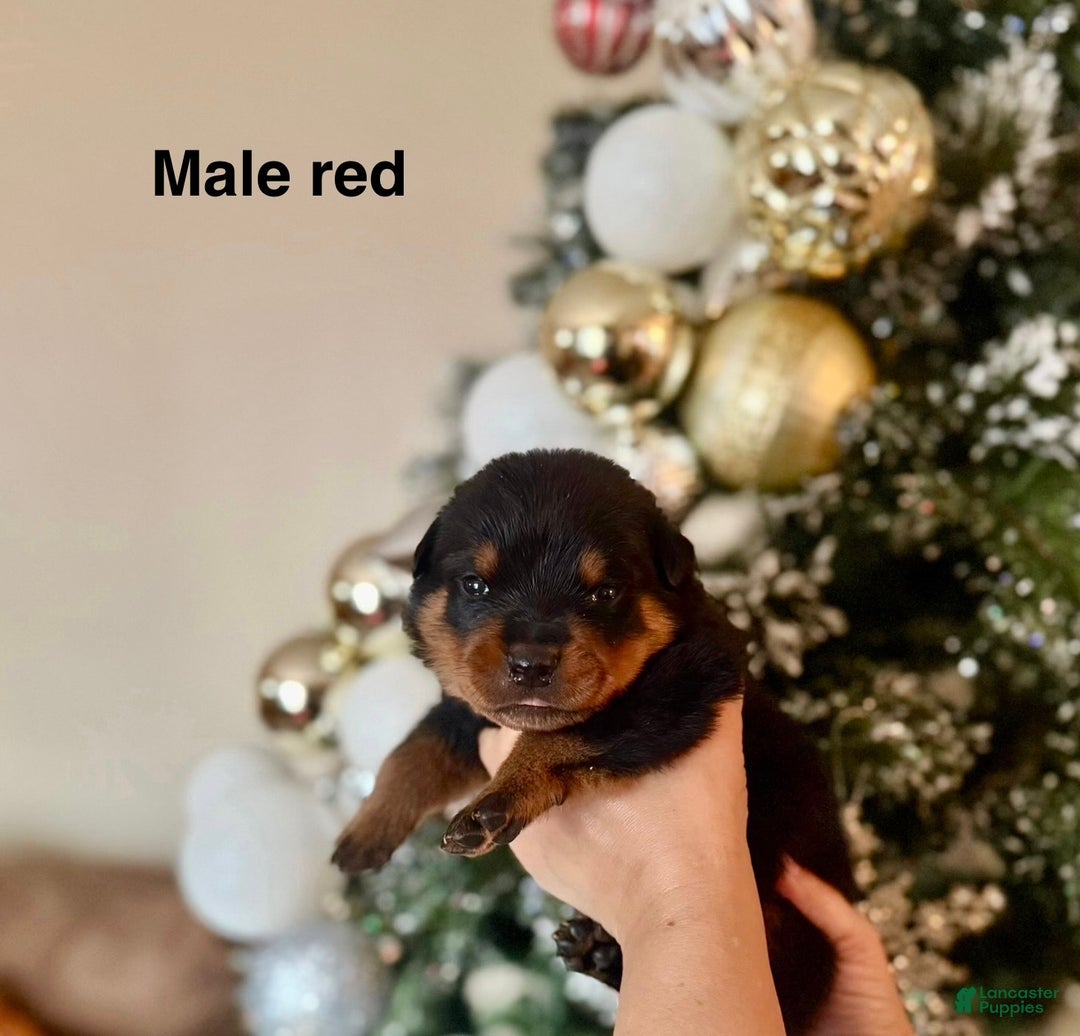 Rottweiler dogs for sale: Rottweiler Puppy 2 - Ad 1