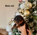 Rottweiler Puppy 2