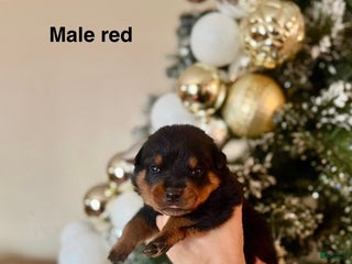 Rottweiler dogs Rottweiler Puppy 2 - Ad 35