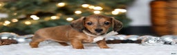 Miniature Dachshund dogs for sale: Crystal - Ad 6