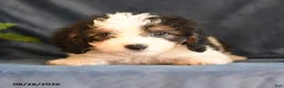 Bichpoo dogs for sale: Sophia - Ad 4