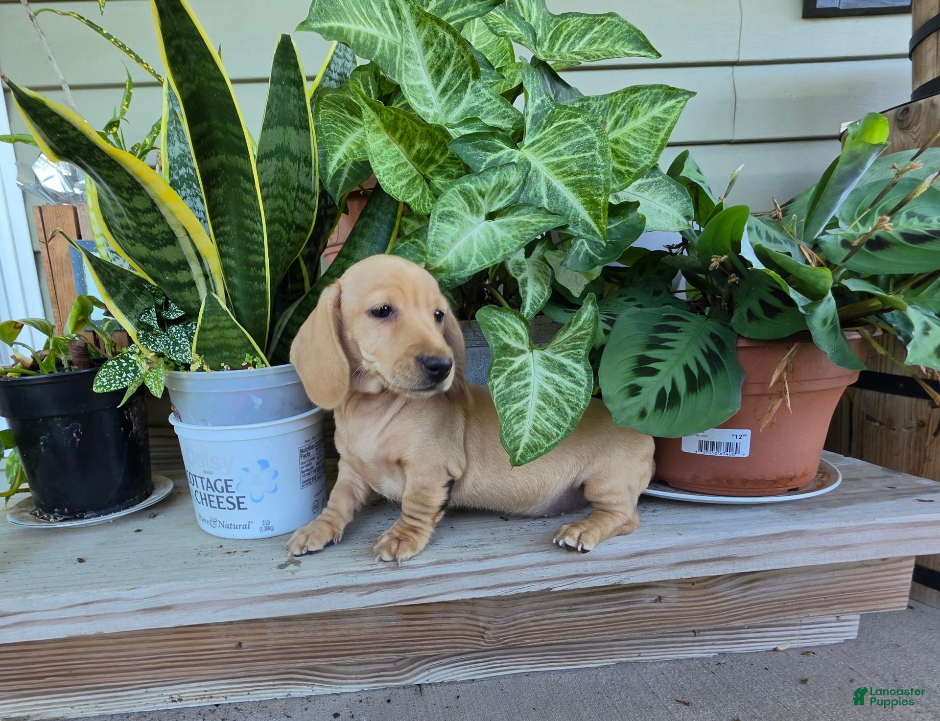 Miniature Dachshund dogs Harper - Ad 1