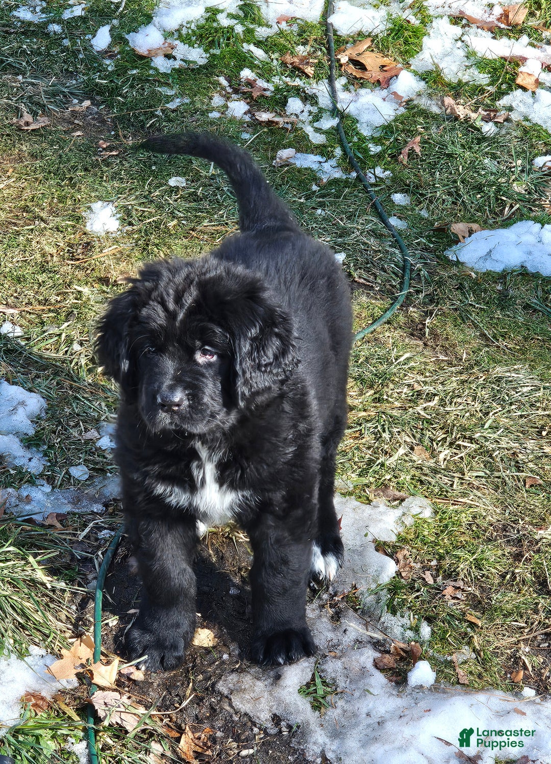 Newfoundland dogs for sale: Ella - Ad 2