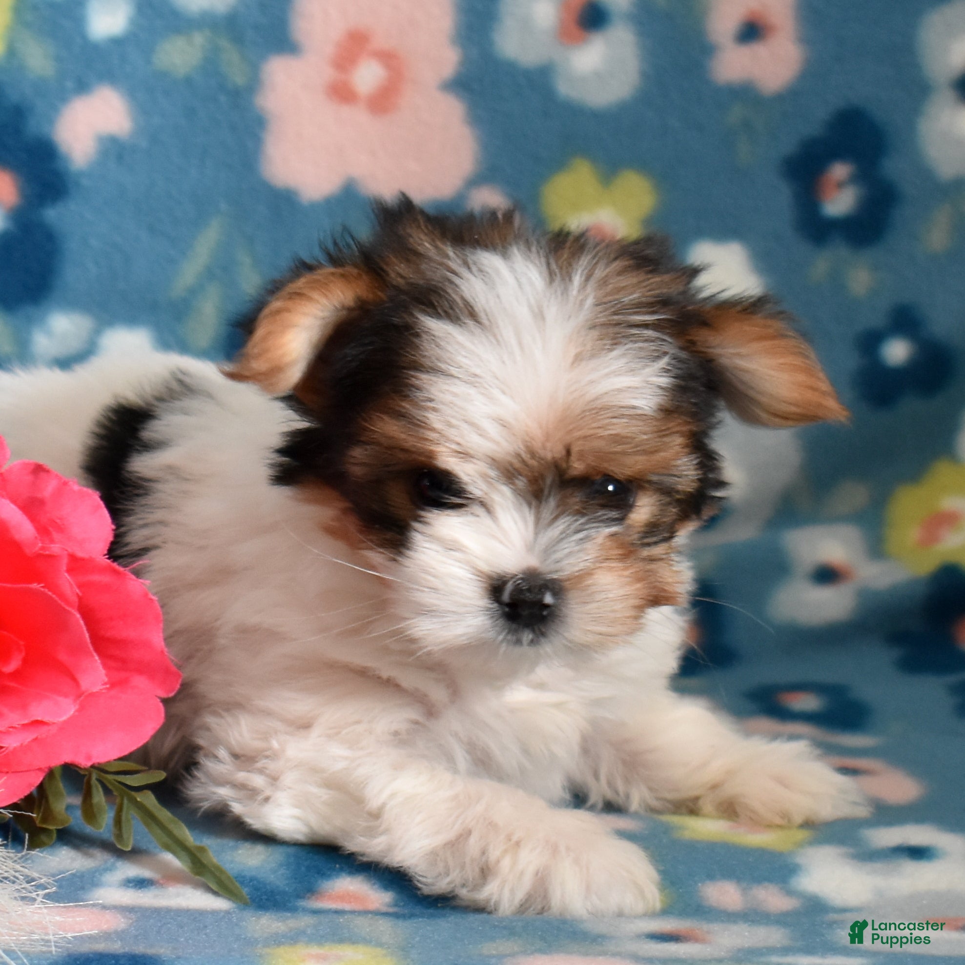 Yorkshire Terrier dogs Graham  - Ad 2