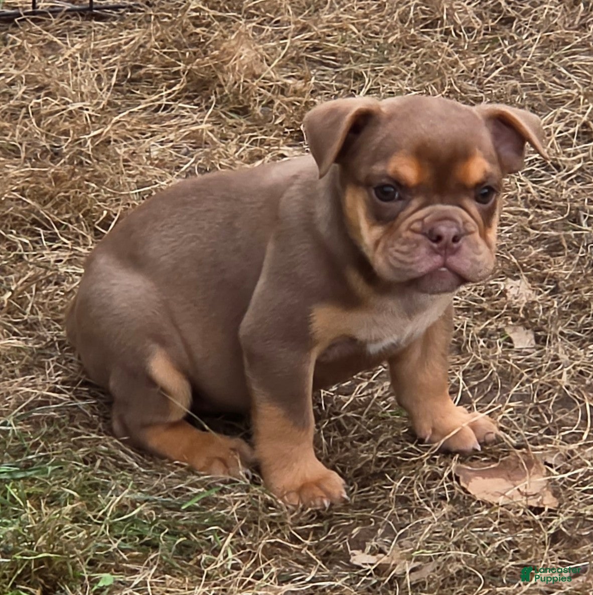 English Bulldog dogs Tinkabelle chocolate and tan  - Ad 2
